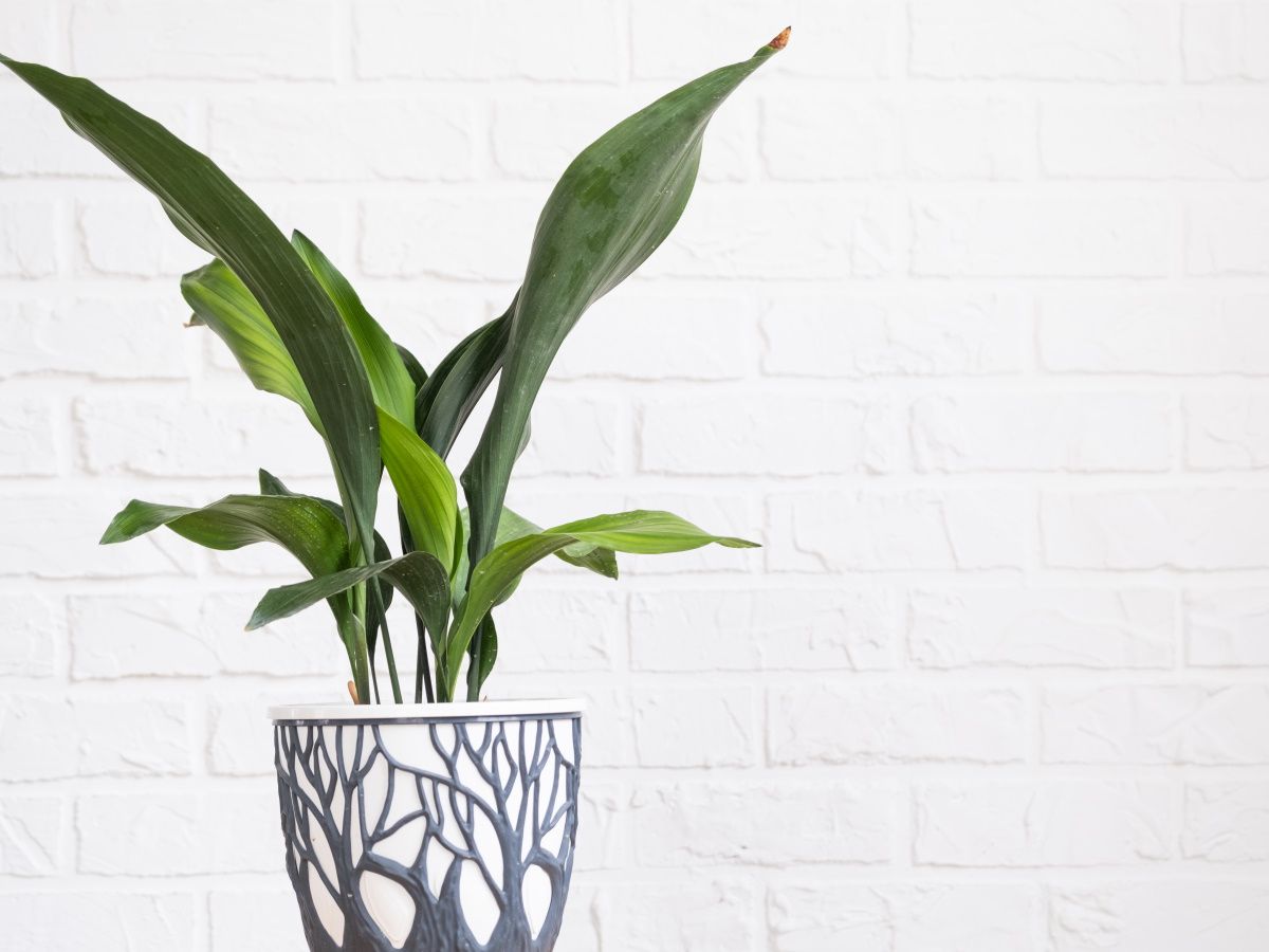 alocasia amazonica plant Medium Alocasia Polly | Order Online