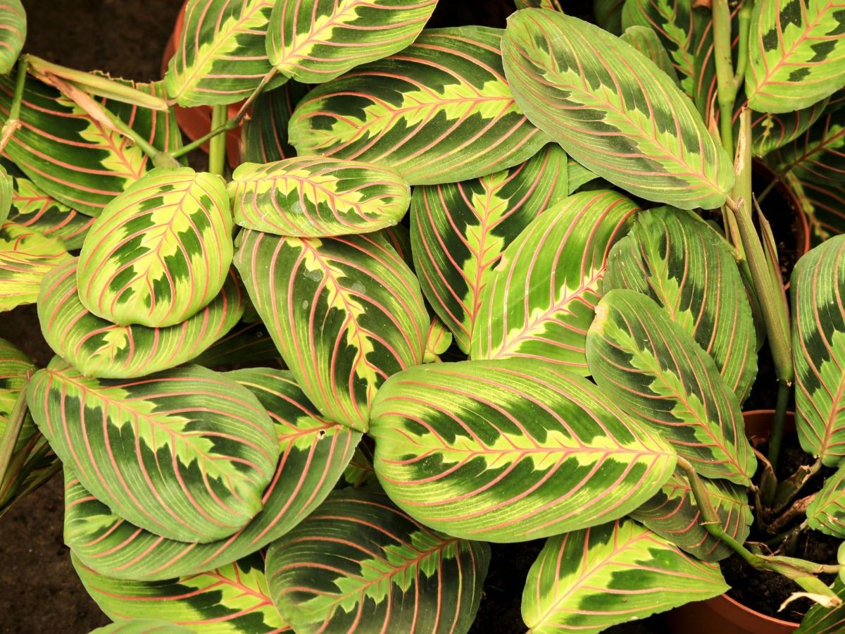 Why are my prayer plant leaves curling? Causes and solutions | Homes and  Gardens