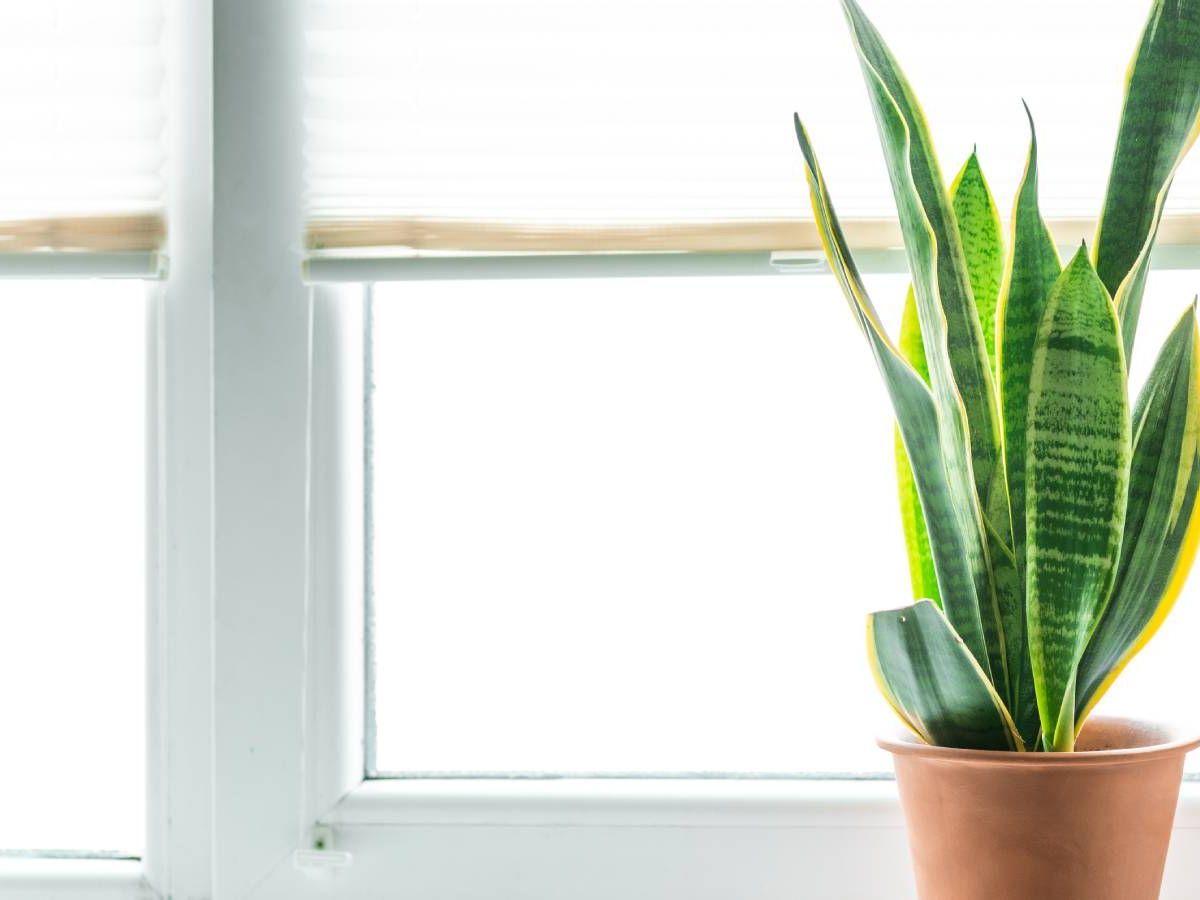 where do you buy succulents Echeveria Lilacina for Sale|Succulents for Sale|Buy Succulents Online