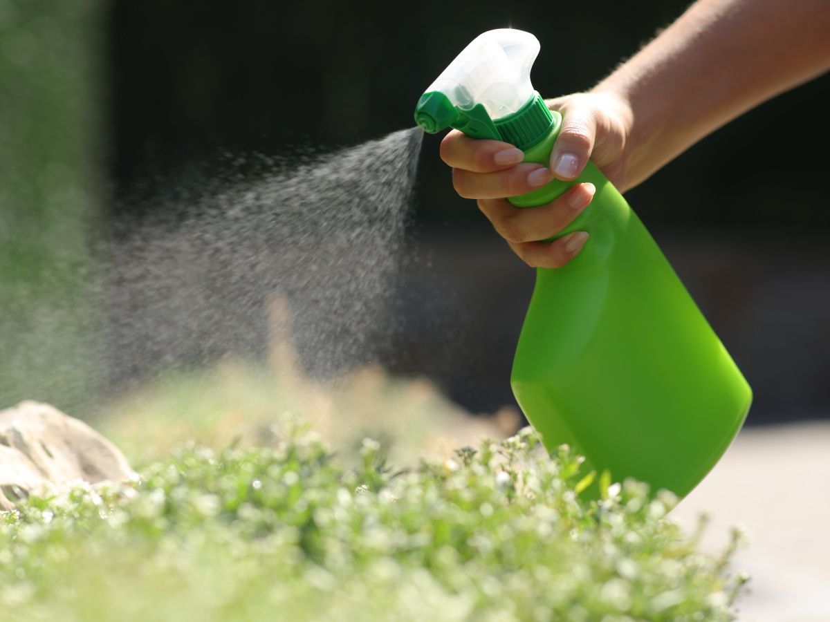 Homemade bug sprays: 9 mixtures to use on plants | Homes and Gardens