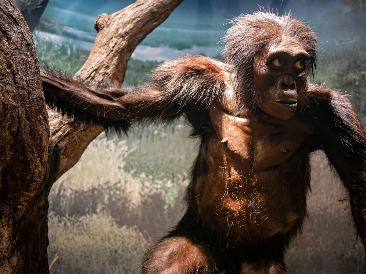 Human origins quiz: How well do you know the story of humanity