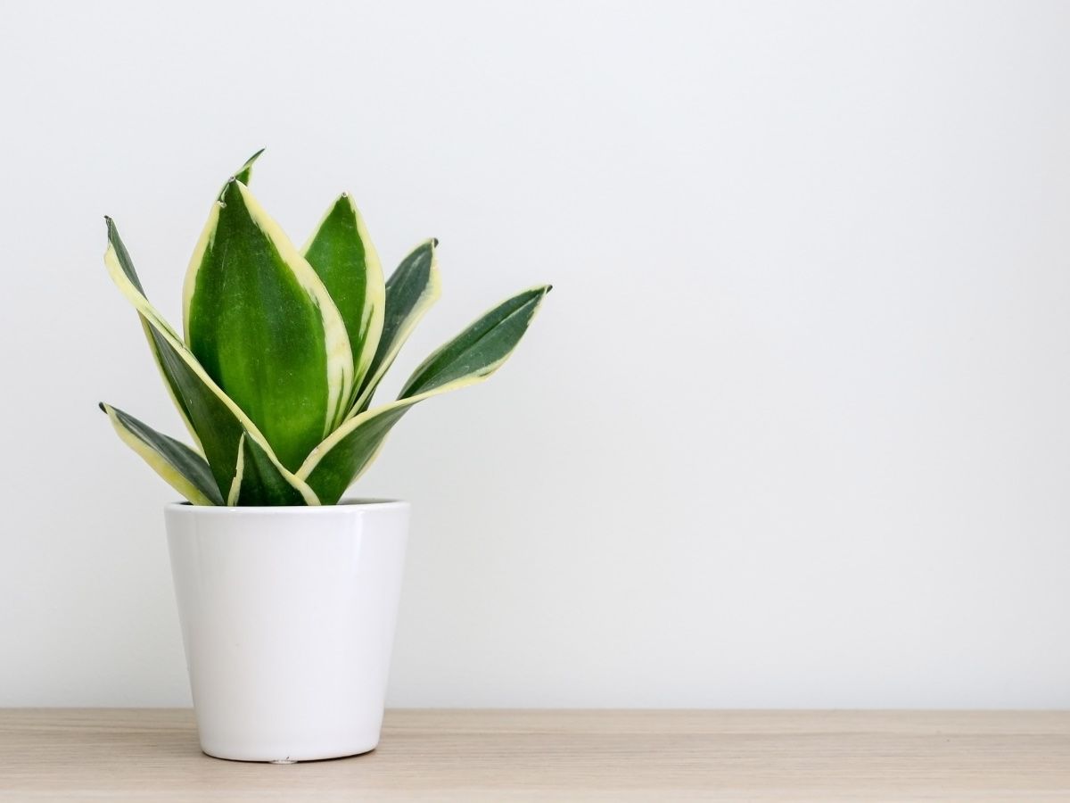 Are snake plants toxic to pets? Houseplant experts advise | Homes and  Gardens