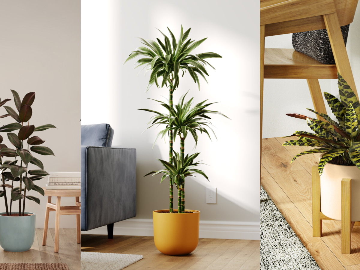 Experts reveal the best trending houseplant for 2024 | Homes and Gardens