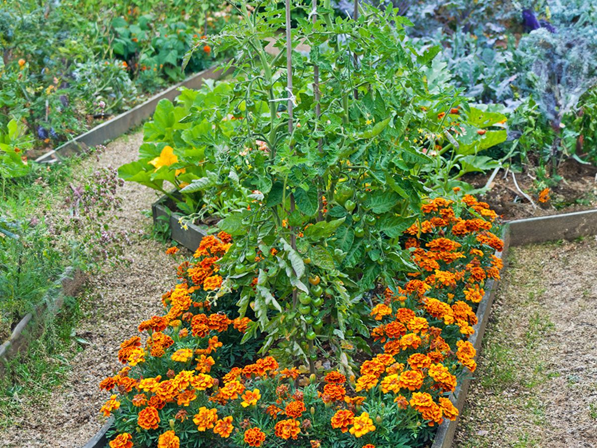 Best Tomato Companion Plants To Boost Yields & Repel Pests | Gardening Know  How