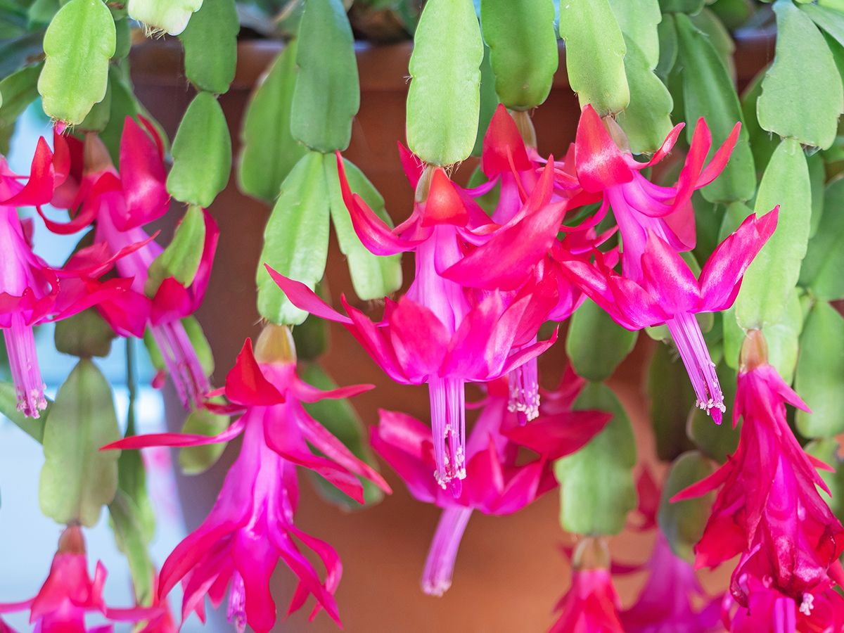 How to Care for a Christmas Cactus and Make It Bloom | Gardening ...