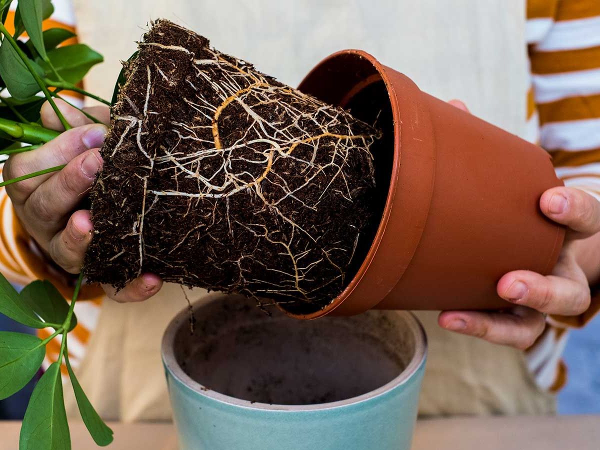 Houseplant root rot: causes, symptoms, and treatment tips | Homes and  Gardens