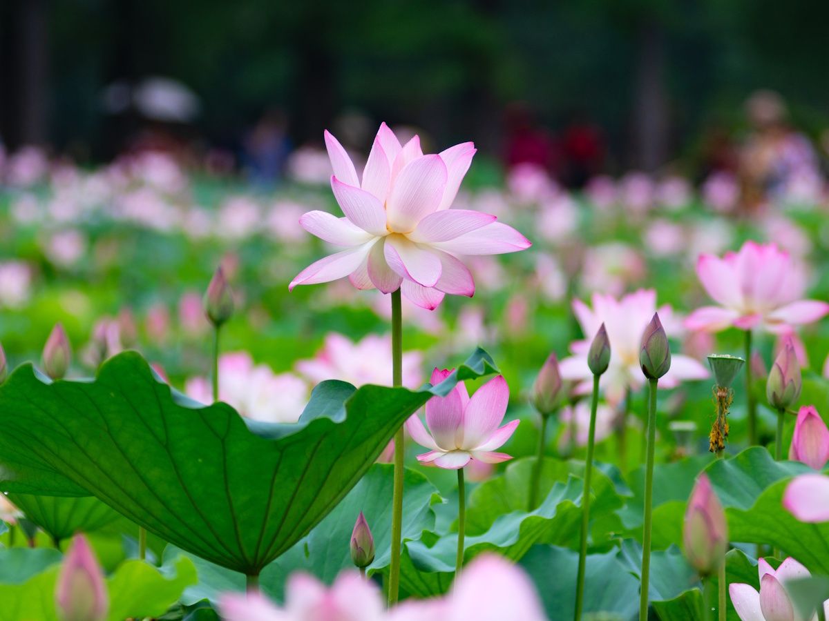 How to plant lotus seeds: 5 steps to grow this pond plant | Homes and  Gardens