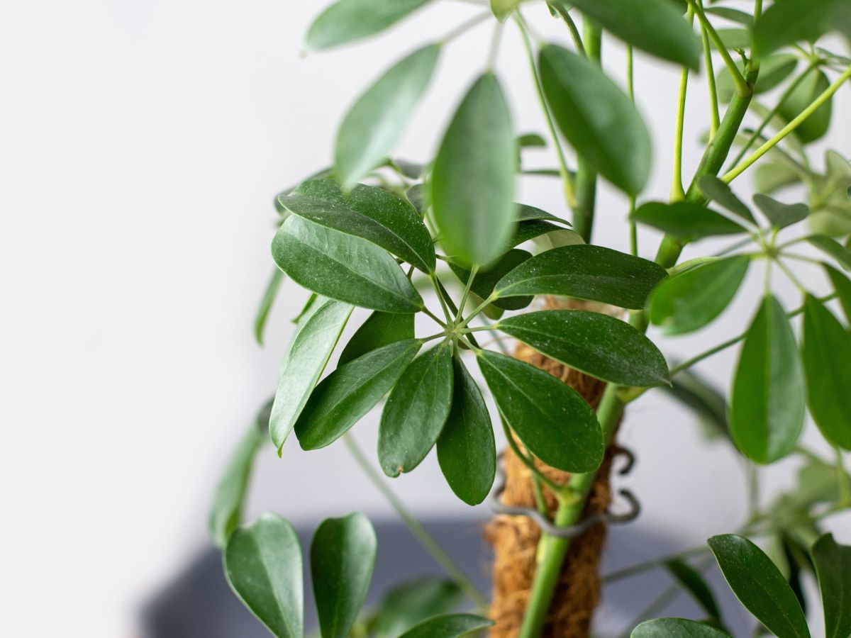 How to care for an umbrella plant: Expert advice | Homes and Gardens