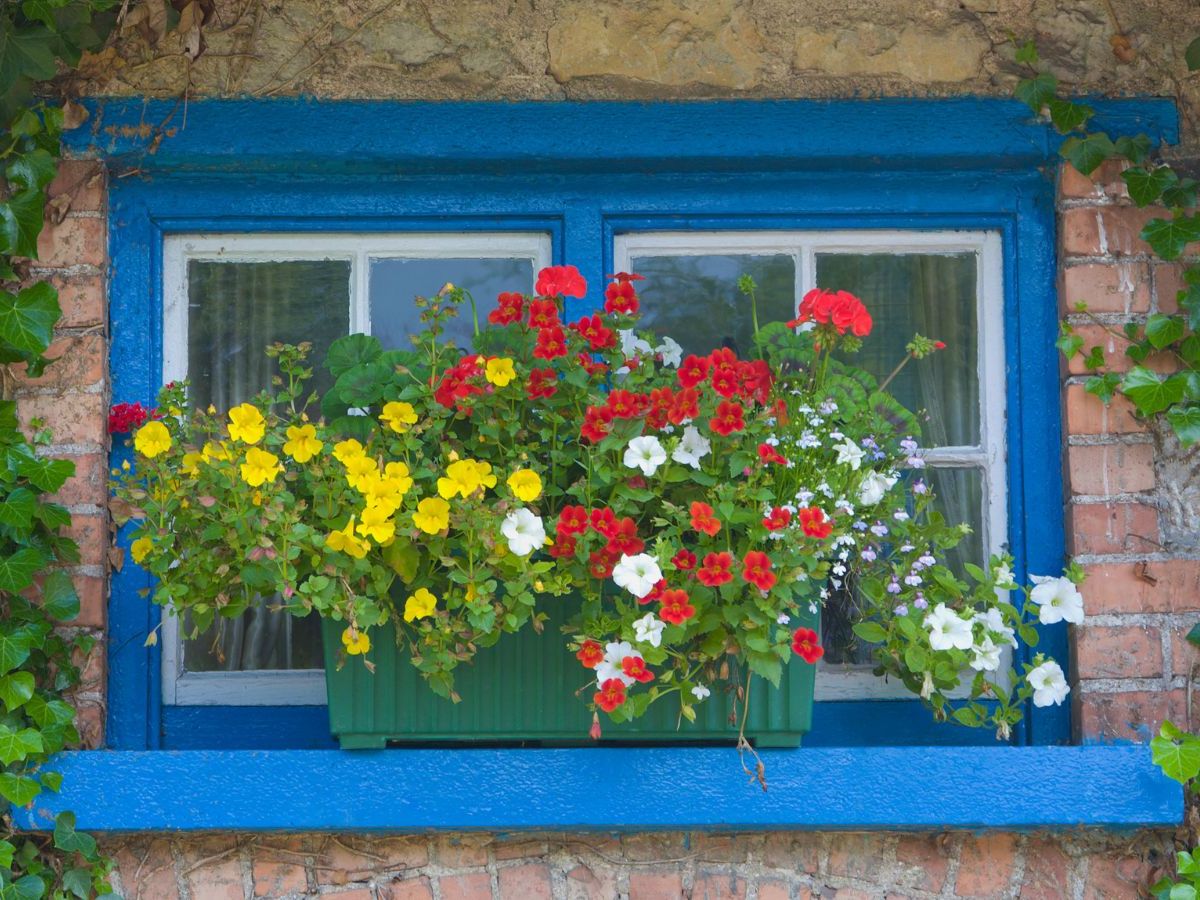 Window Box Plants That Thrive on Neglect | Homes and Gardens