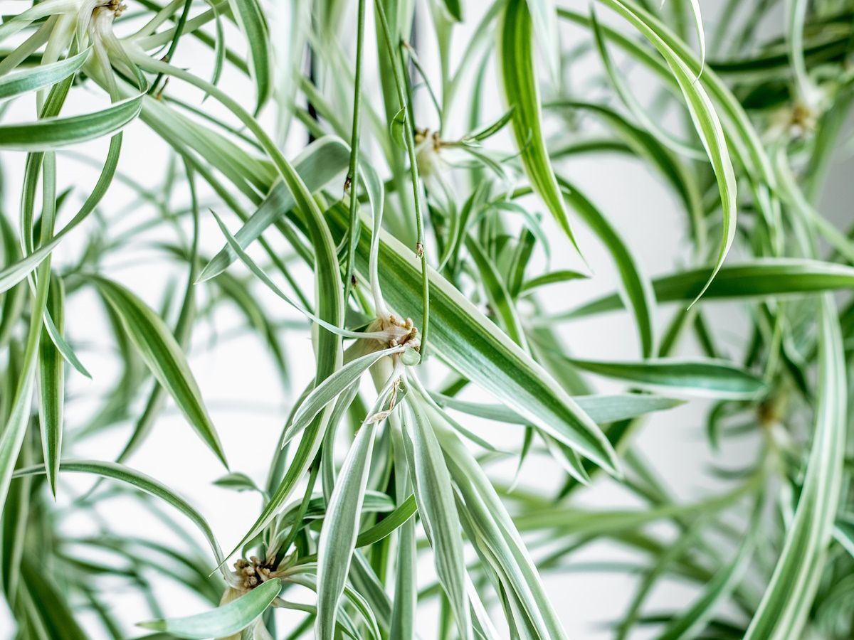 How to grow a hanging spider plant: 3 expert tips | Homes and Gardens