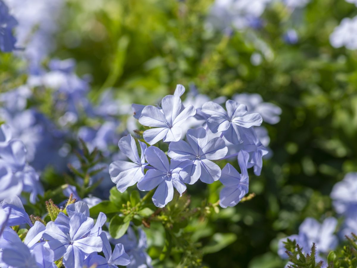 How to grow plumbago: for a tropical shrub with blue flowers | Homes and  Gardens