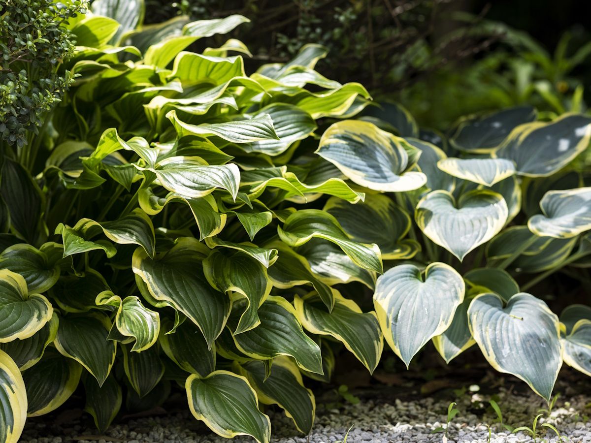 How to winterize hostas in 6 super simple steps | Homes and Gardens