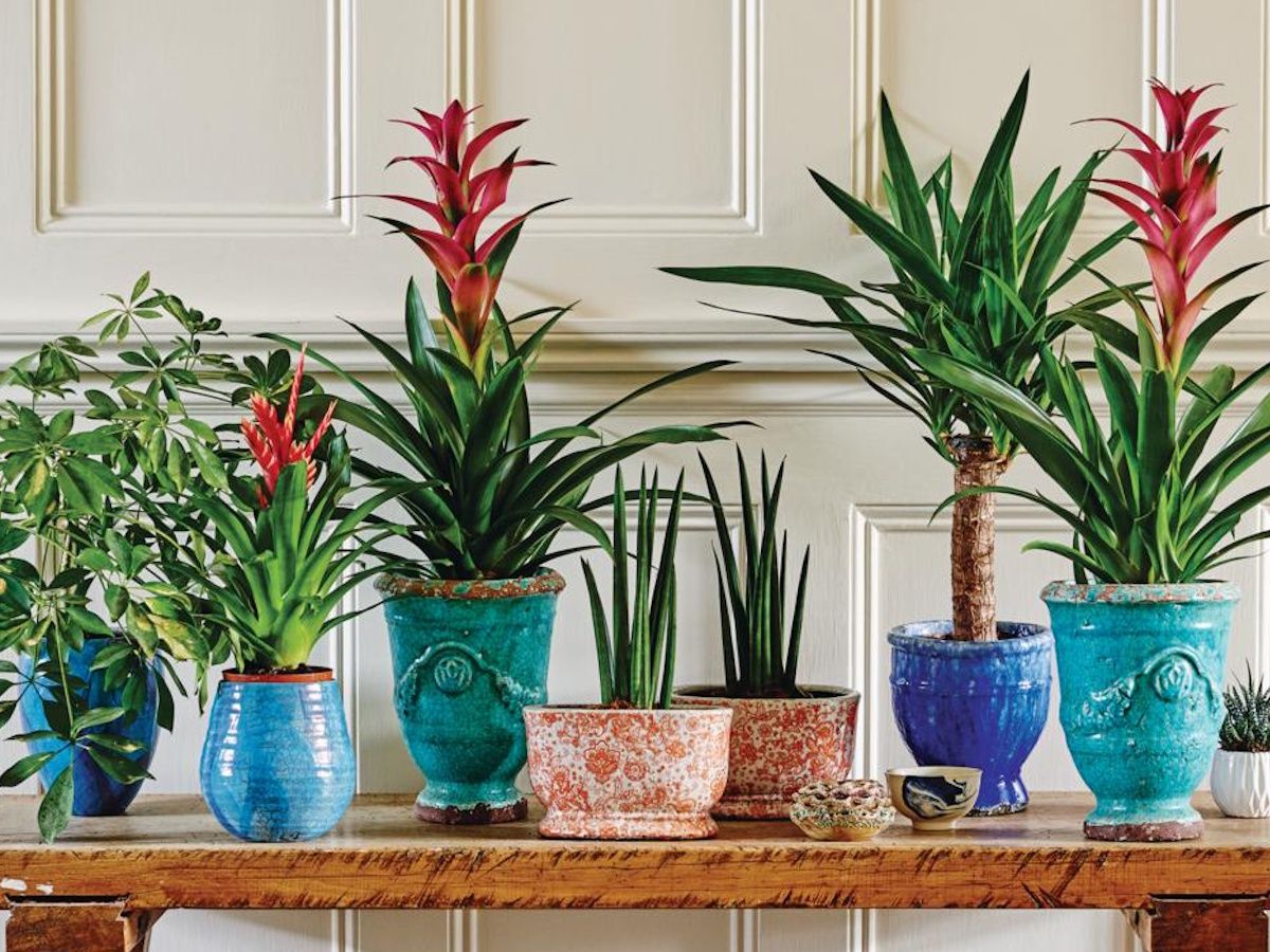How to make coffee ground fertilizer for houseplants | Homes and Gardens
