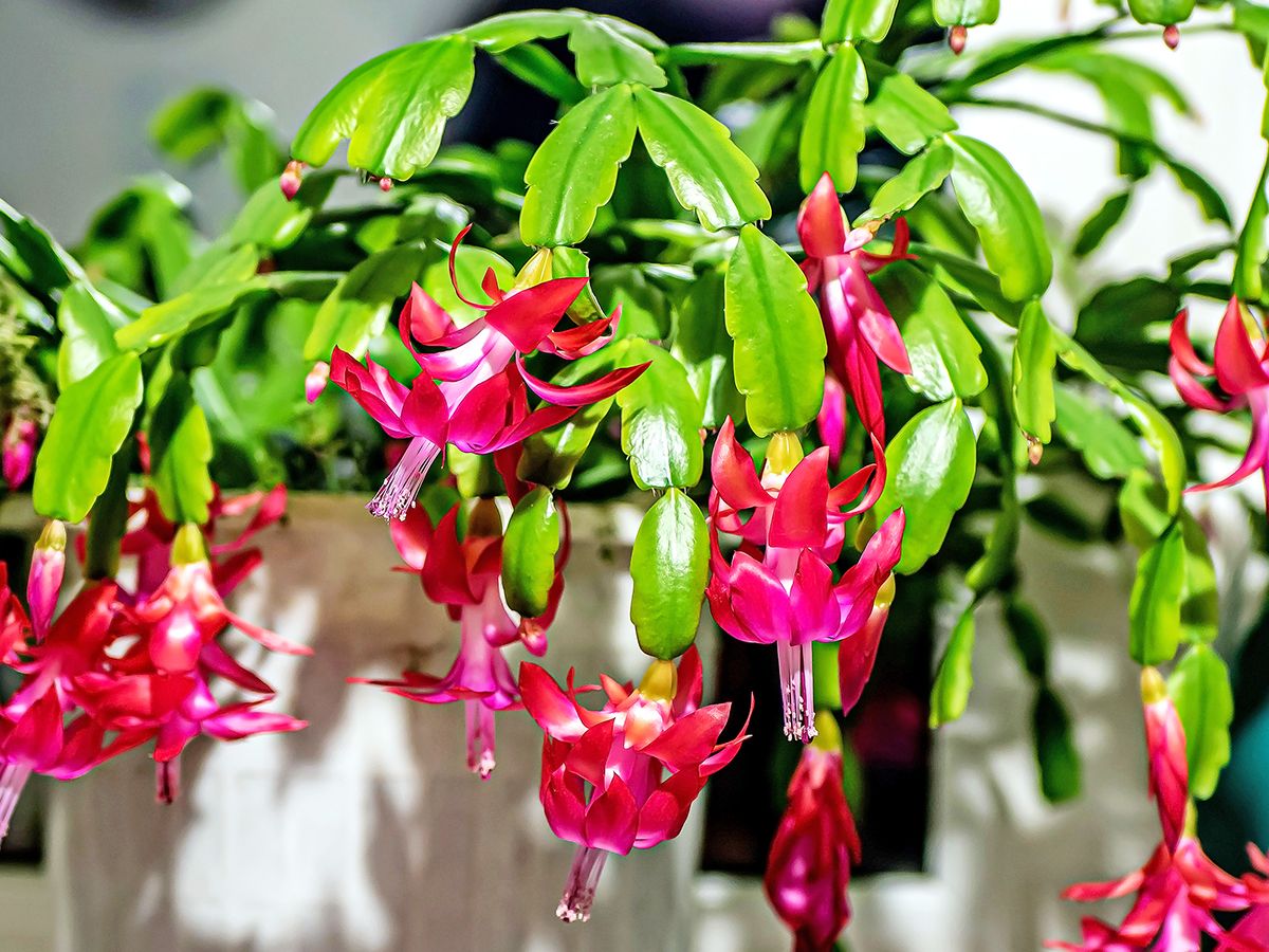 calathea triostar Runo Plants | Indoor Plants