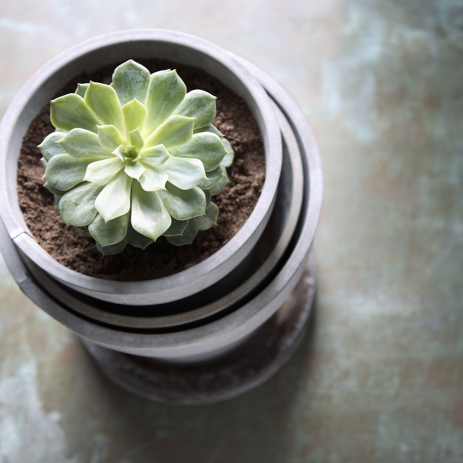 When to water succulents: and how often to keep them healthy | Homes and  Gardens