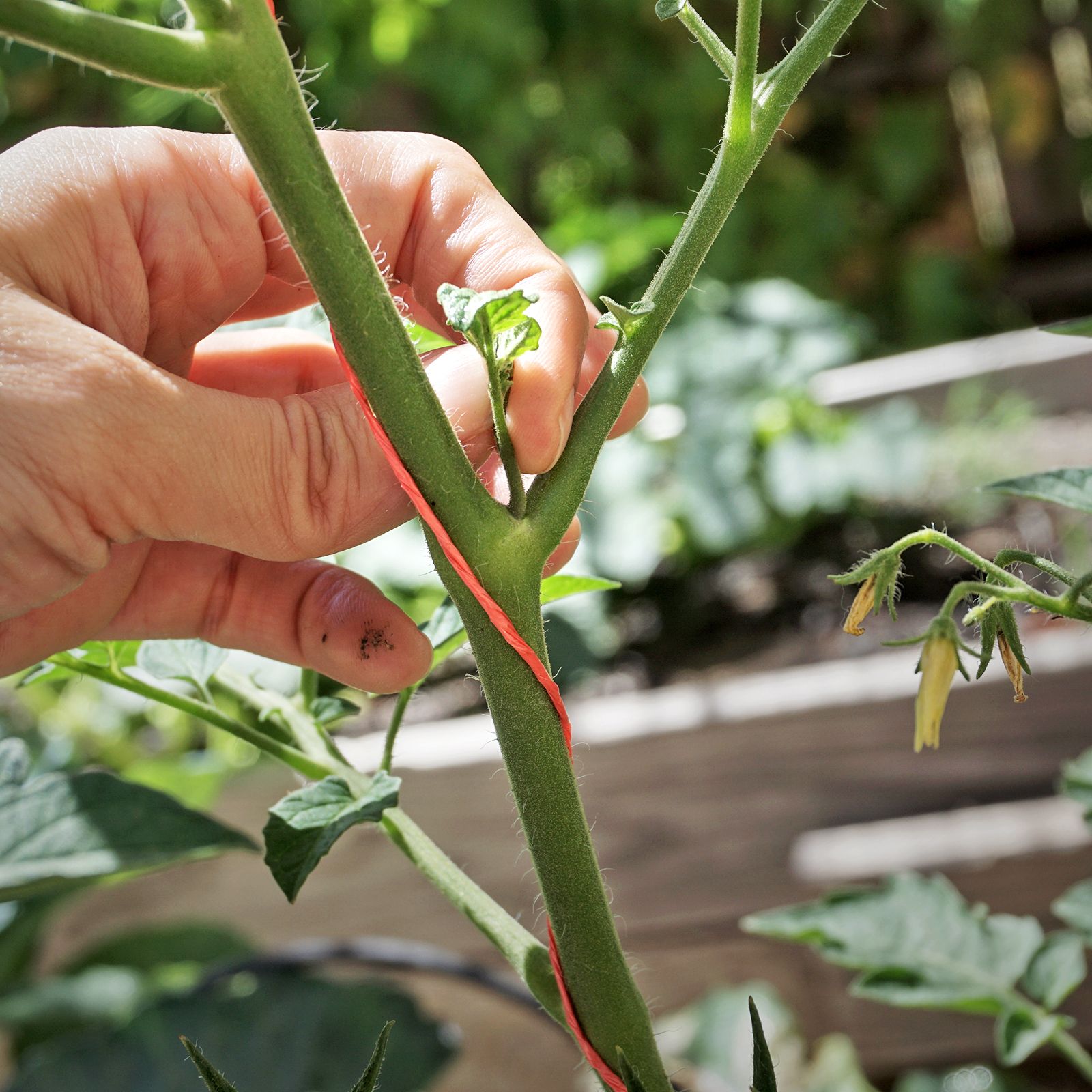 Pinching Plants: Grow Bushier Plants That Bloom Longer | Gardening Know How