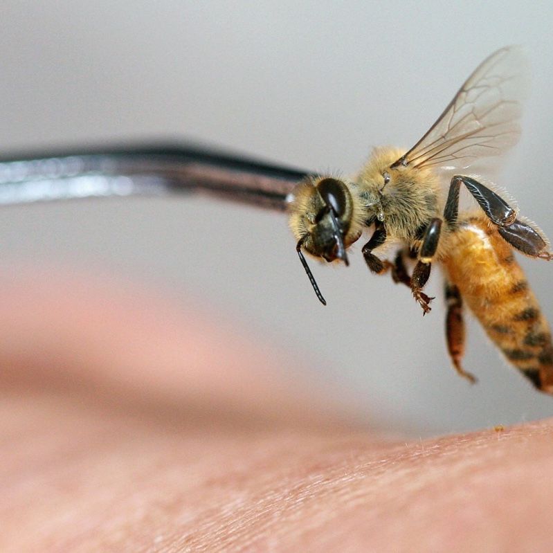 chewing tobacco bee stings How to Draw Out The Stinger from A Sting Sliced Onion for Wasp Stings