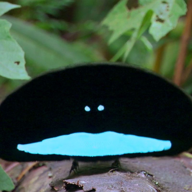コレクション Hale Pua/ Black Velvet Bird of Paradise BirdofParadiseEH-