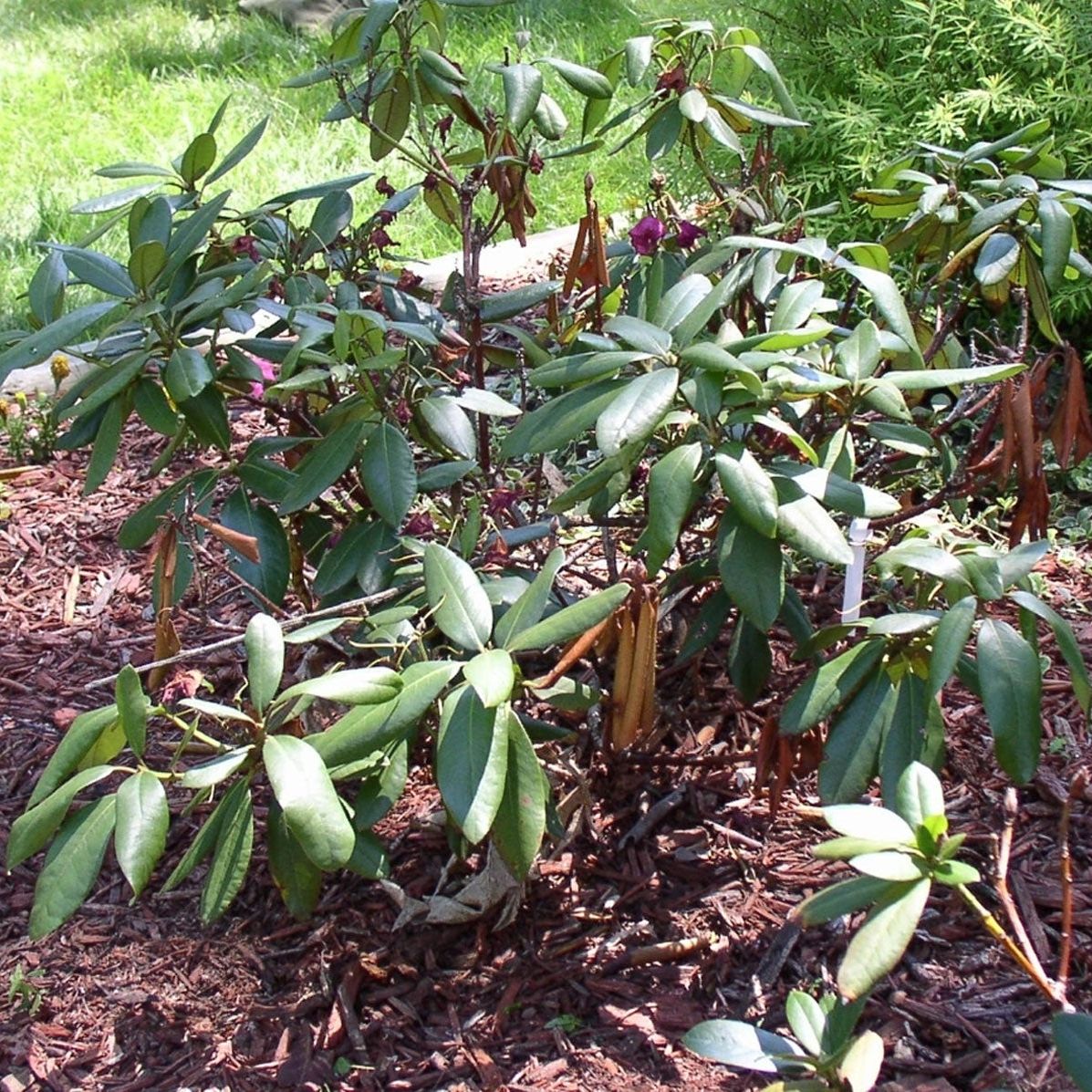 taxus kaufen Heimische Eibe main image 0