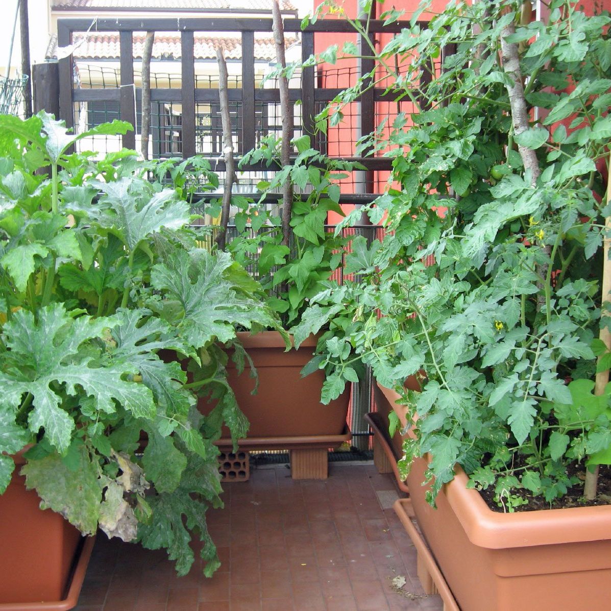 Being An Urban Gardener: Creating A City Vegetable Garden | Gardening Know  How, image size:1197x1197