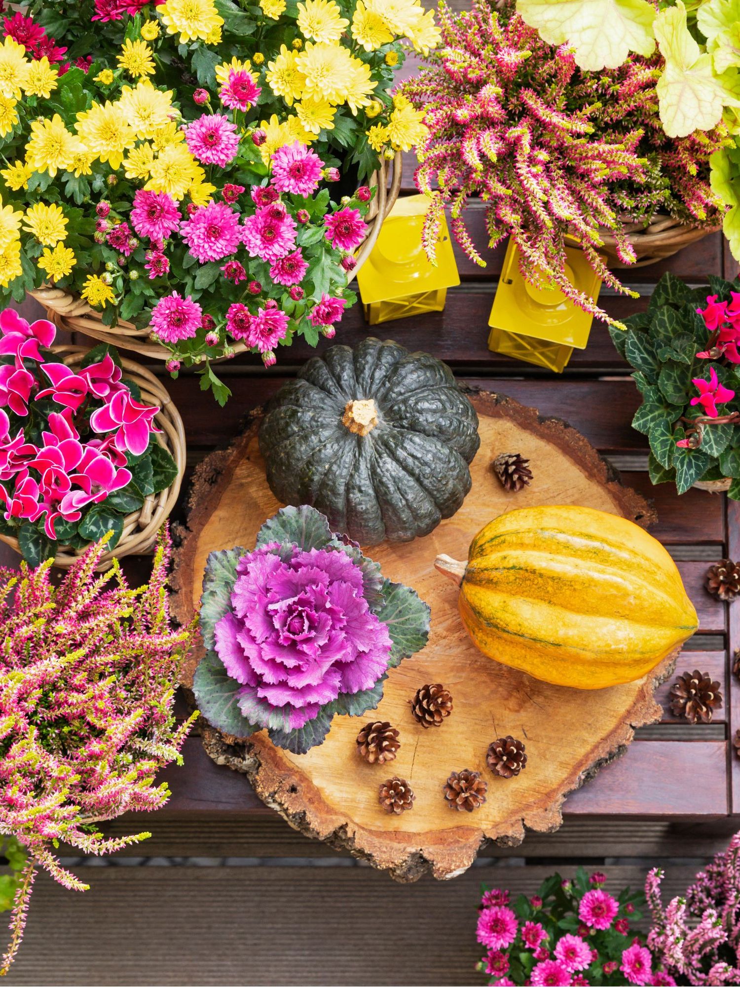 Pumpkins, pine cones and potted autumn flowers - stock photo