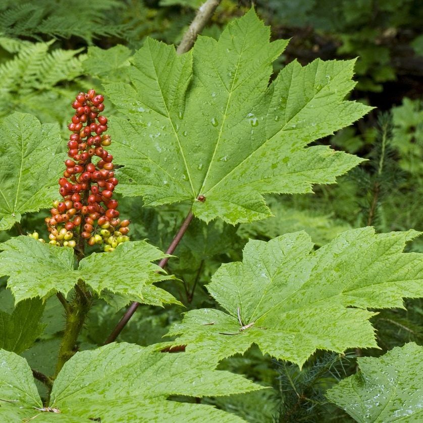 Devil's Club Information: Learn About Devil's Club Growing Conditions And  More | Gardening Know How