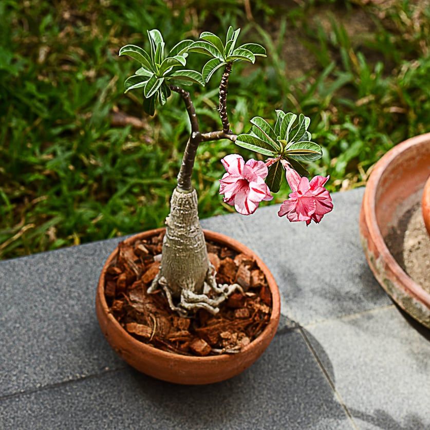 everfresh plant Japanese Everfresh Tree in Rust Pot main image 1