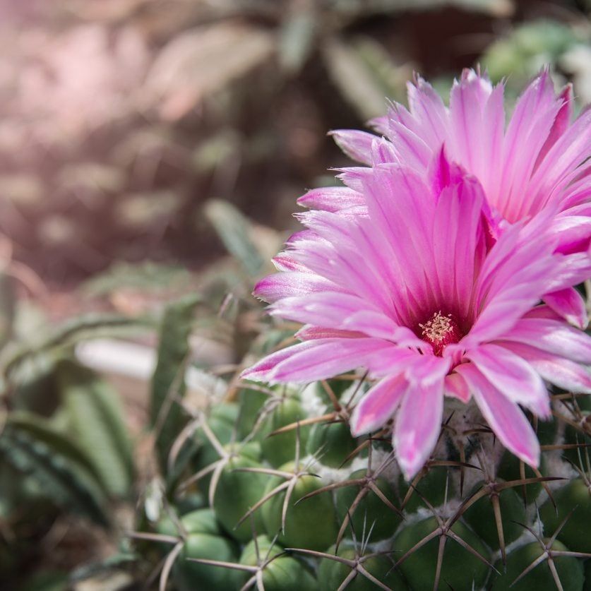 Mammillaria Information - Learn About Growing Mammillaria Cactus Plants |  Gardening Know How
