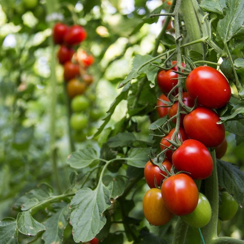 Zone 8 Tomato Plants - Tips On Growing Tomatoes In Zone 8 Gardens