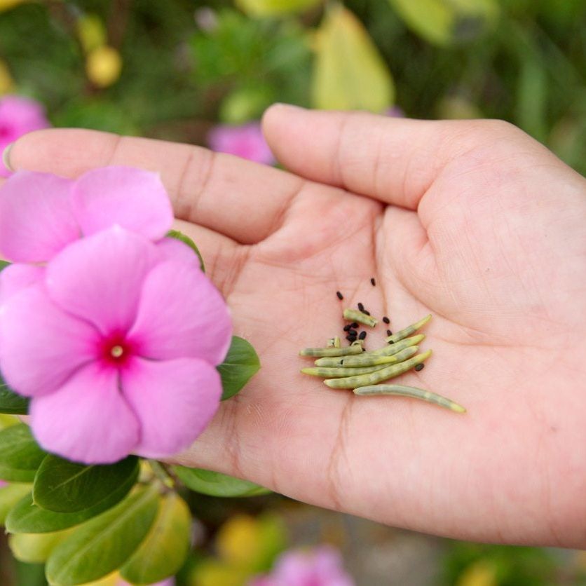 How to Collect Vinca Seeds: Easy Steps for Thriving Gardens