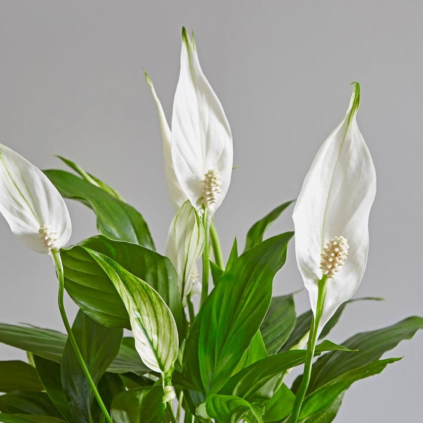 stargazer lily flower Lilium 'Stargazer' #1 at SPROUT HOME main image 1