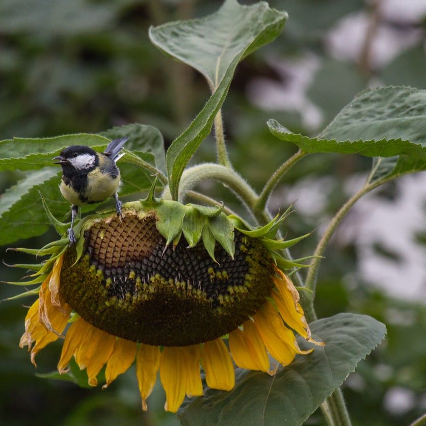 Birds And Squirrels Eating Sunflower Heads  Preventing Bird And Squirrel  Sunflower Damage | Gardening Know How