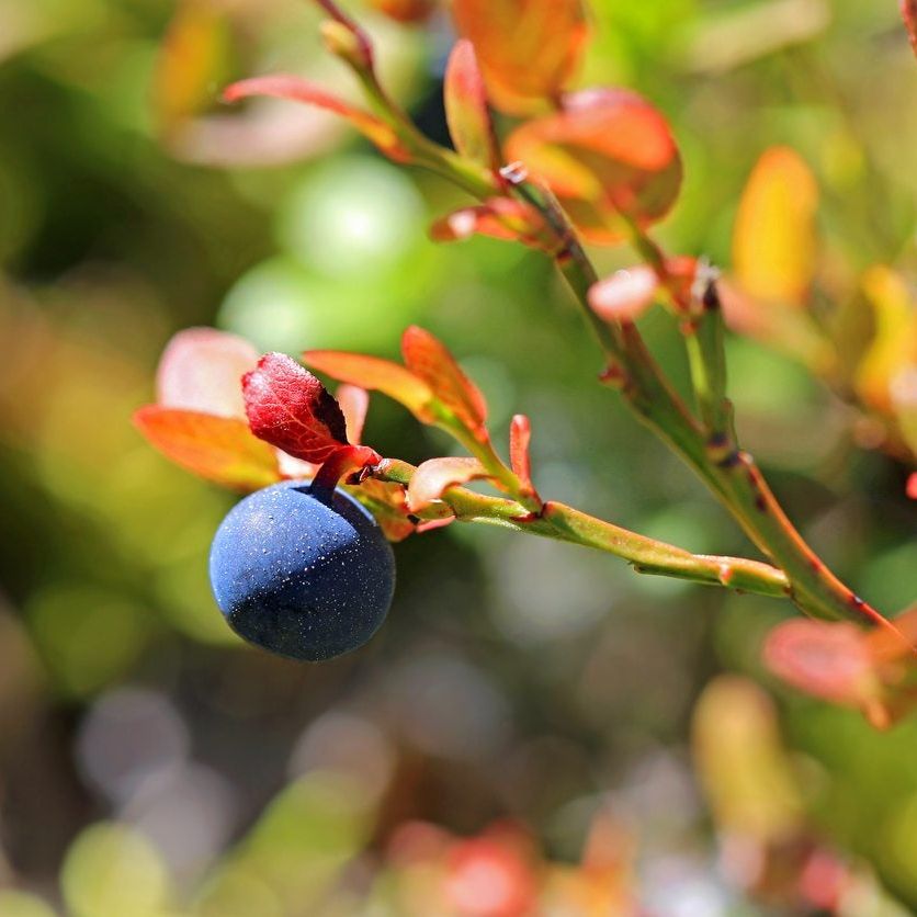What Is A Bilberry - Information On Bilberry Growing And Bilberry Benefits  | Gardening Know How
