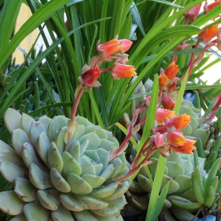 Growing Succulents In The South: Succulent Planting Time In Southern  Regions | Gardening Know How