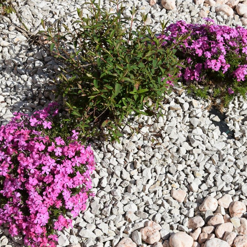 lunaria honesty plant Lunaria annua | Money Plant main image 1