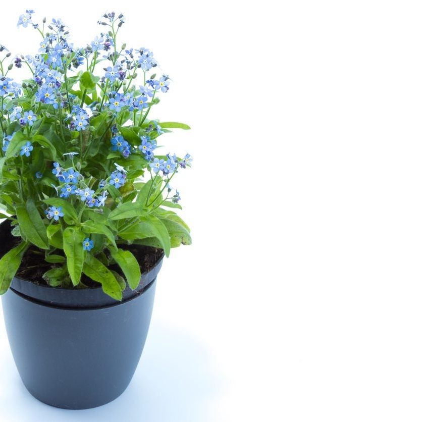 Keeping Forget-Me-Not In A Pot - How To Grow Forget-Me-Nots In A Container  | Gardening Know How