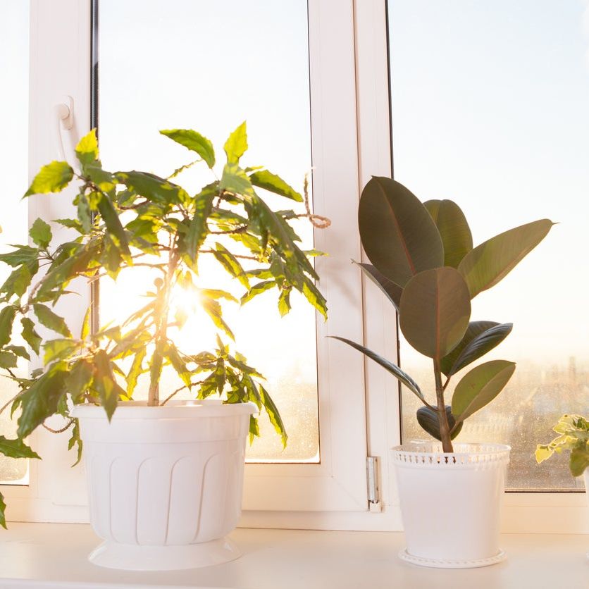 olivenbaum berlin Olea (Olivenbaum) kaufen? | Dotan main image 1