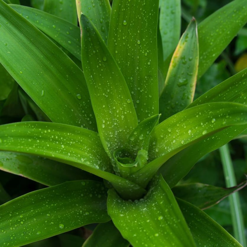 Dracaena Water Requirements  Tips For Watering Dracaena Houseplants |  Gardening Know How