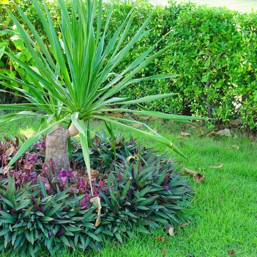 Planting Dracaena In The Landscape: Caring For Outdoor Dracaena Plants |  Gardening Know How