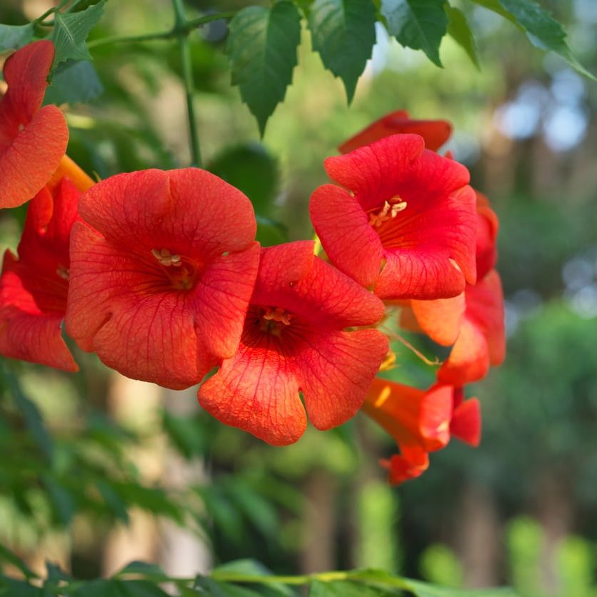 Chinese Trumpet Creeper Info – Tips For Growing Chinese Trumpet Vines | Gardening Know How