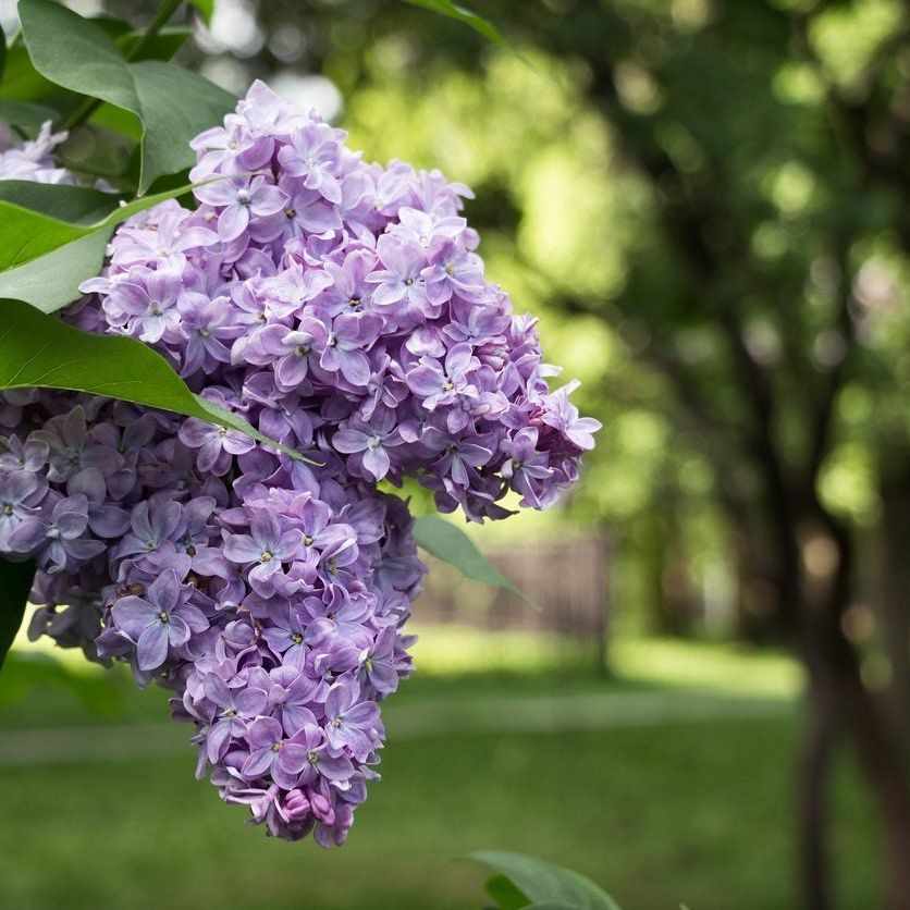 Can Lilacs Grow In Zone 9 - Choosing Zone 9 Lilac Varieties