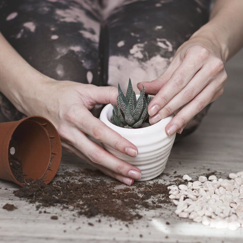 DIY Potting Soil For Succulents  Making Your Own Succulent Growing Medium  | Gardening Know How