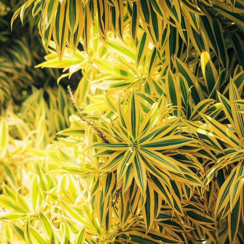 Song Of India Plant Care: Learn About Growing A Variegated Dracaena Plant |  Gardening Know How