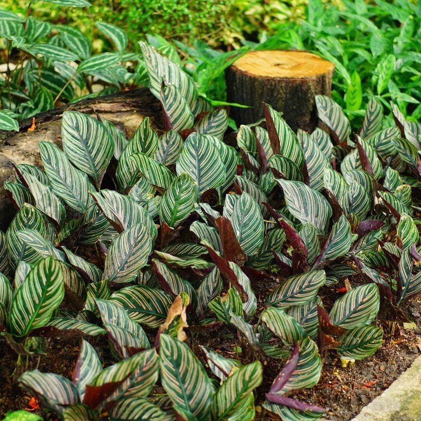 Will Calathea Grow Outdoors - Learn How To Care For Calatheas In The Garden  | Gardening Know How