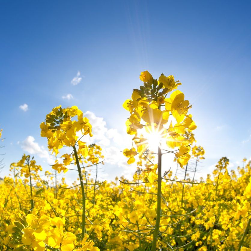 Rapeseed Information - Learn About Growing Rape Plants In The Garden |  Gardening Know How