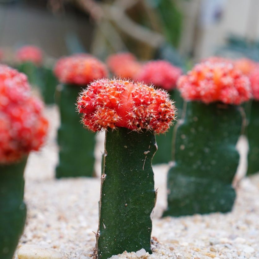 large cactus for sale Golden Barrel Cactus – Fragrance Plants and Flowers main image 1