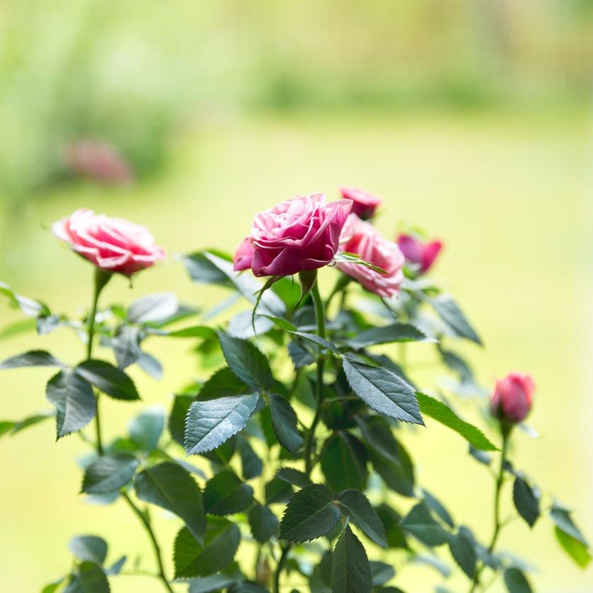Growing Miniature Roses Indoors  How To Care For Indoor Mini Roses |  Gardening Know How