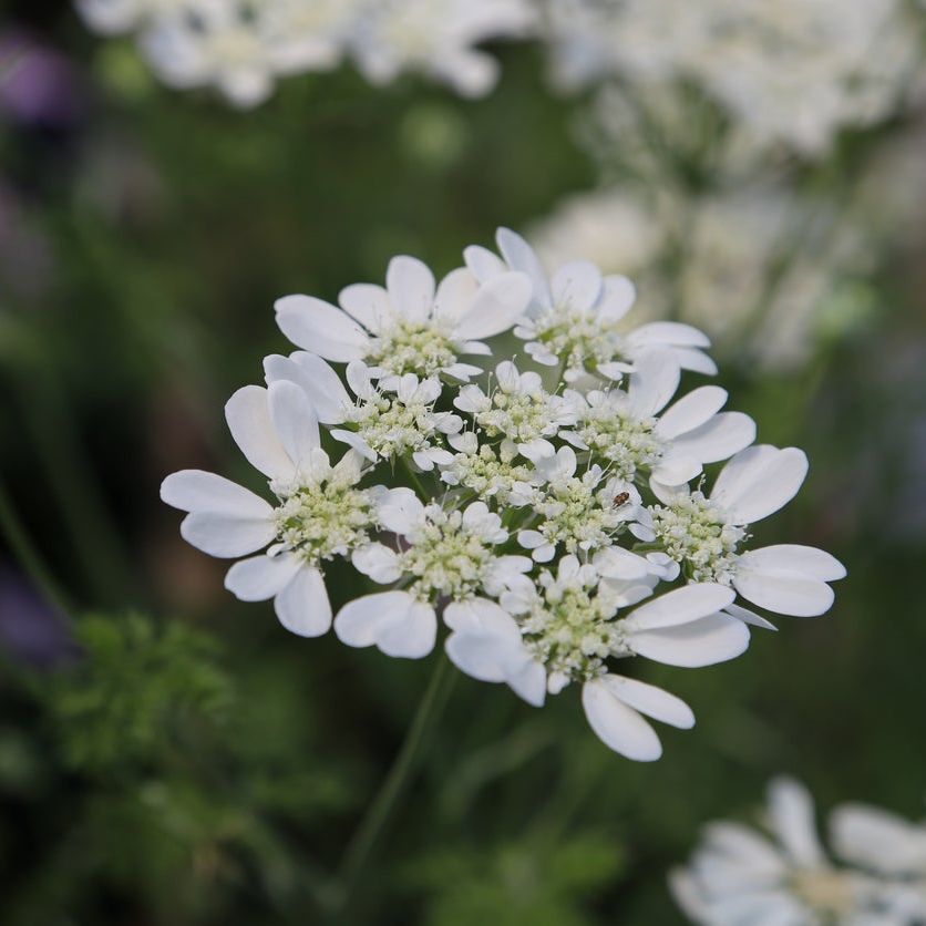 White Lace Flower Info – Learn How To Grow White Lace Flower