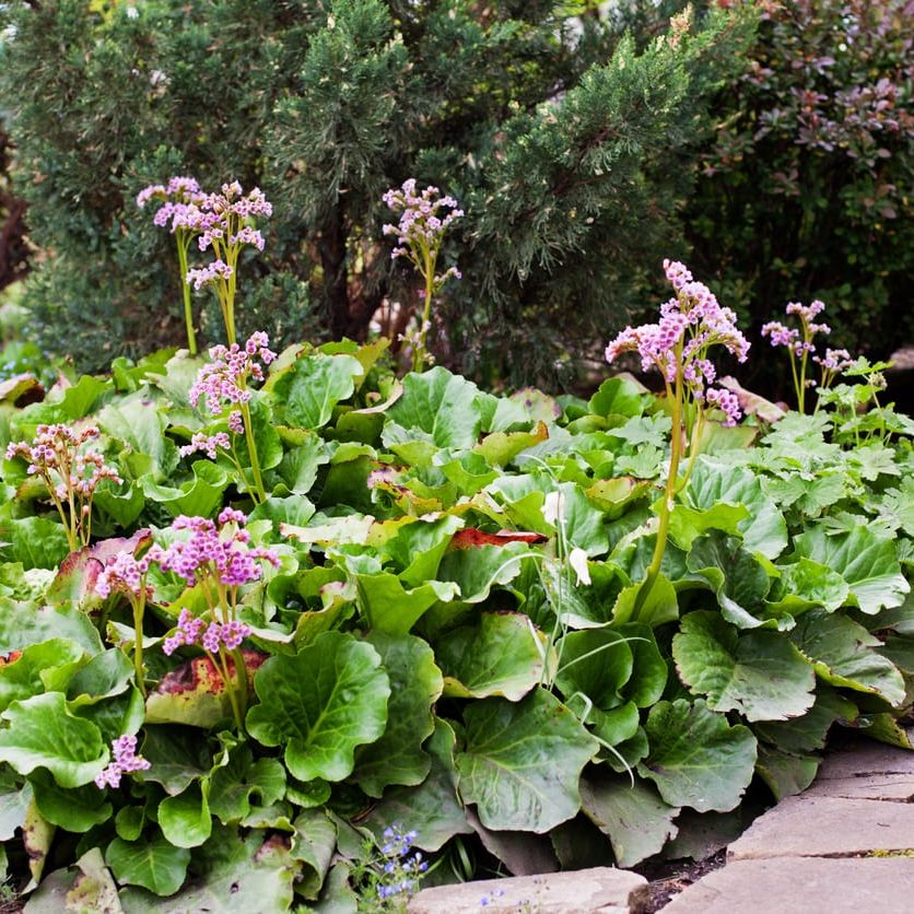 Transplanting Bergenia  How And When To Divide Bergenia Plants | Gardening  Know How