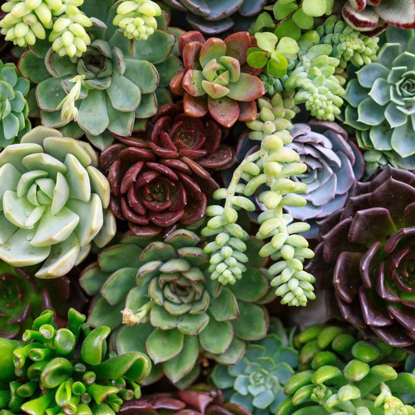 M✧succulent ·͜· ︎︎ᕷ Growing Succulents In Zone 8 - Choosing Succulents Hardy To Zone 8
